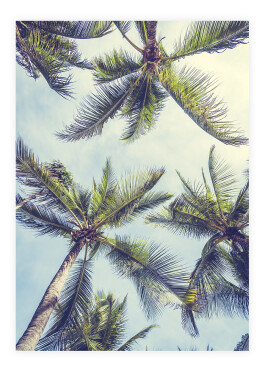 Plakat med tropiske palmer