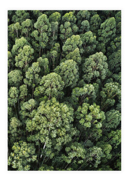 Luftfoto af skoven plakat